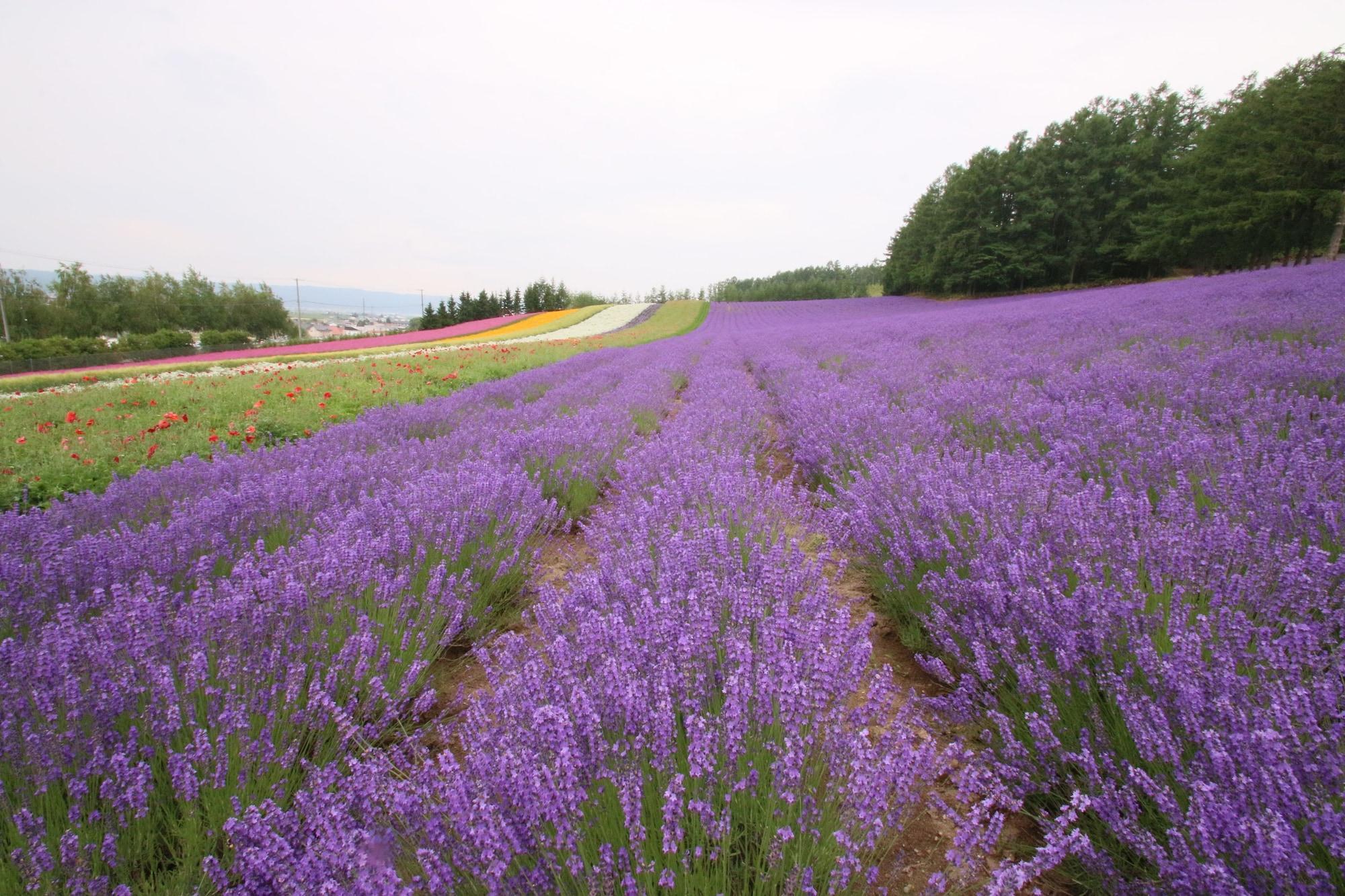 Furano Shiyuirin Hotel Kamifurano Buitenkant foto