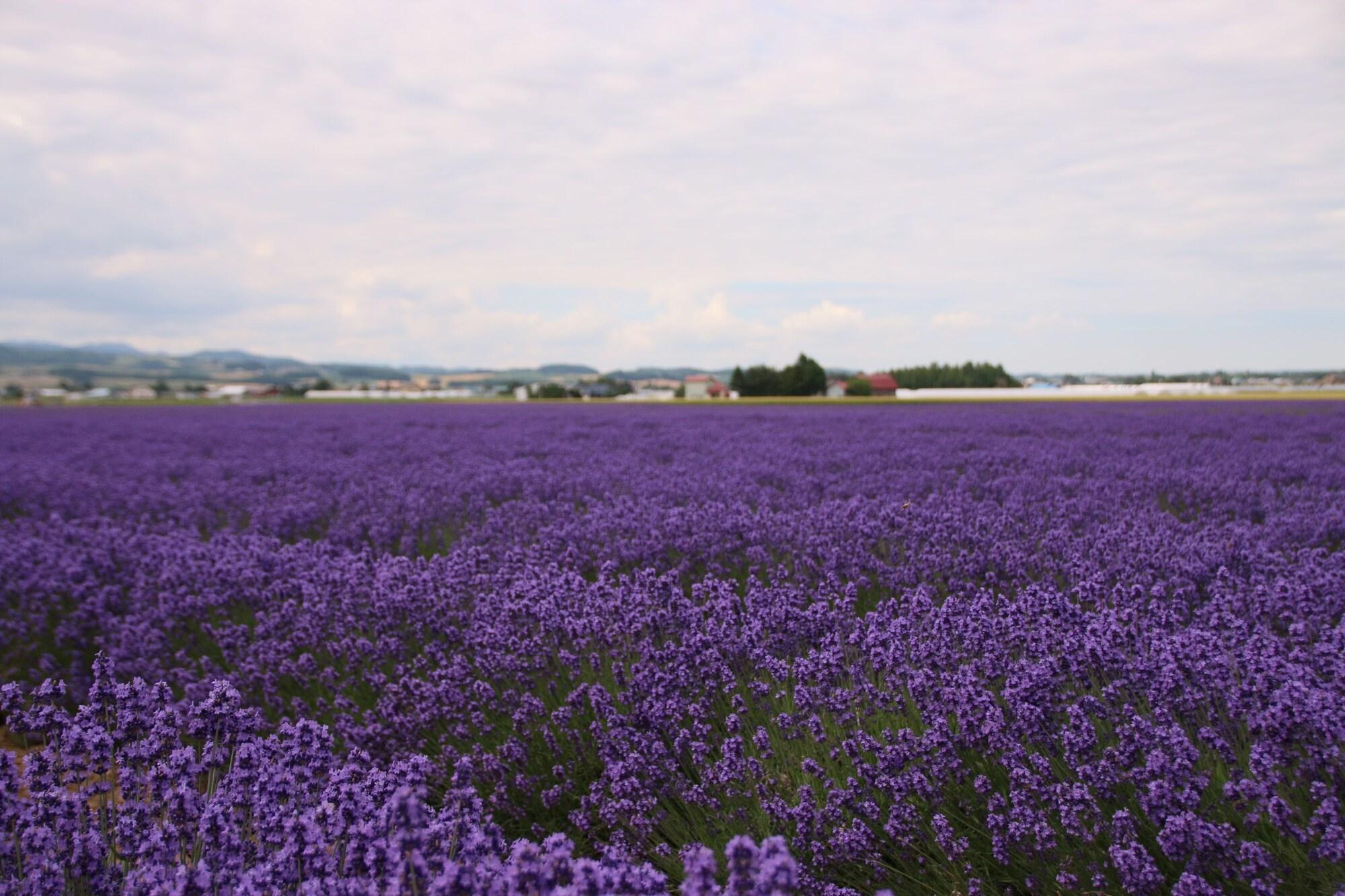 Furano Shiyuirin Hotel Kamifurano Buitenkant foto